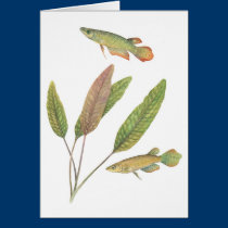 Lineatus de Aplocheilus e de blassi de Cryptocoryn postais