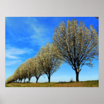 Linha de árvore do primavera poster