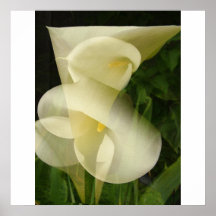 Lírio de Calla da exposição dobro Poster
