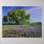 Live Oak & pincel de Texas, e Texas Posteres