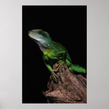 Lizzard Posters