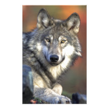lobo cinzento do timberwolf papel personalizados