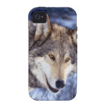 Lobo do inverno