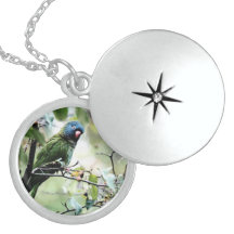 Locket bonito da colar dos pássaros