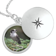 Locket bonito da colar dos pássaros