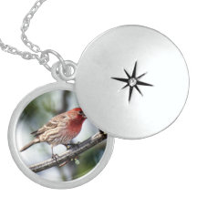 Locket bonito da colar dos pássaros