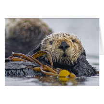 Lontra de mar de Califórnia Cartões