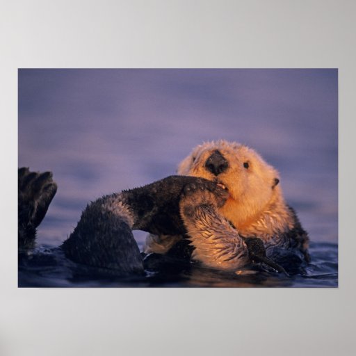 Lontra de mar, lutris do Enhydra Poster
