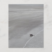 Lontra em uma praia em Ireland. Panfleto Personalizados
