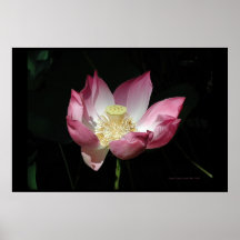 Lotus Impressão