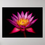 Lotus Impressão