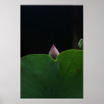 Lotus recém-nascido posters
