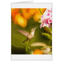 Luta do colibri cartões