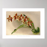 Luteo-purpureum de Odontoglossum Poster