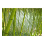 Luz solar da manhã que filtra através do bambu impressão de fotos