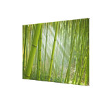 Luz solar da manhã que filtra através do bambu impressão em tela canvas
