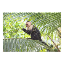 Macaco bonito em uma palmeira fotos