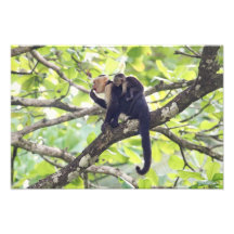 Macaco da mãe e do bebê fotografia
