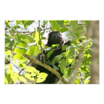 Macaco de Howler na foto da selva