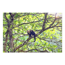 Macaco e bebê da mãe na selva artes de fotos