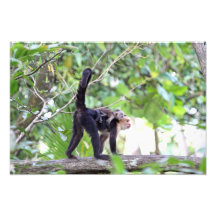 Macaco e bebê fotografias