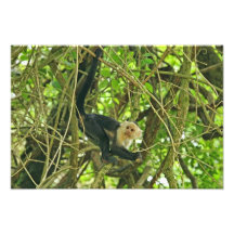 Macaco enfrentado branco na selva impressão fotográfica