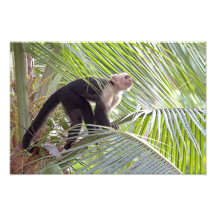 Macaco na foto de bambu da selva