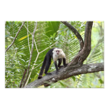 Macaco na selva fotos