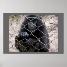 Macaco Poster
