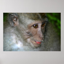 Macaco Posteres