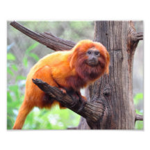 Macaco vermelho só da folha impressão de fotos