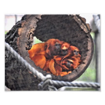 Macacos vermelhos da folha foto arte