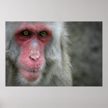 Macaque japonês impressão