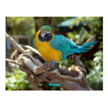 Macaw Cartoes Postais
