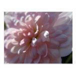 Mãe cor-de-rosa bonita cartao postal