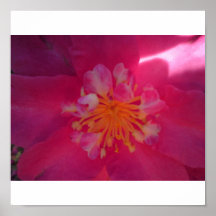 Magenta Camillia da flor Impressão