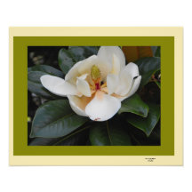 Magnólia na flor impressão fotográficas