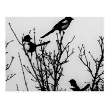 Magpies em Holland Cartões Postais