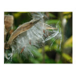 Maravilhas de sementes de Nature~ Cartoes Postais