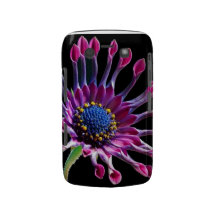 Margarida africana capa blackberry bold