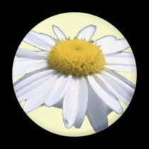 MARGARIDA BONITA - ASTERACEAE - GIRASSOL imans