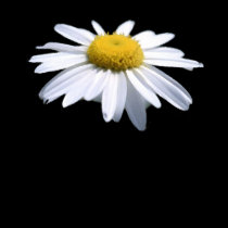 MARGARIDA BONITA - ASTERACEAE - GIRASSOL t - shirts