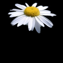 MARGARIDA BONITA - ASTERACEAE - GIRASSOL t - shirts