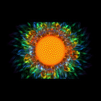 Margarida do Sunburst posters
