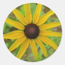 Médaillon do en do hérissée de Rudbeckie Adesivo