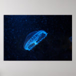 medusas do bebê posteres