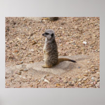 Meerkat 1 impressão