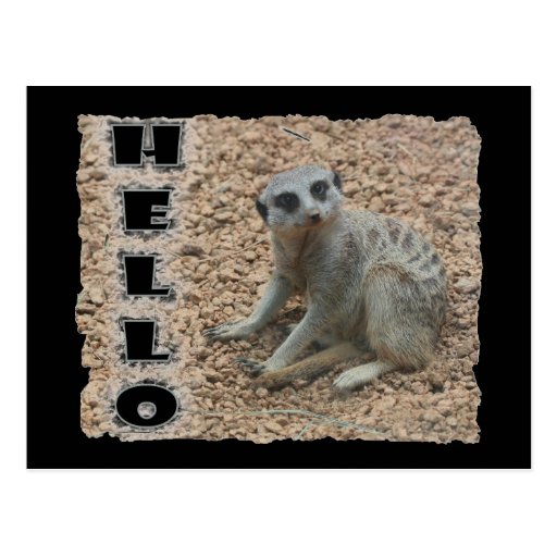 Meerkat Cartão Postal