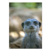 Meerkat engraçado fotos