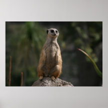 Meerkat Impressão